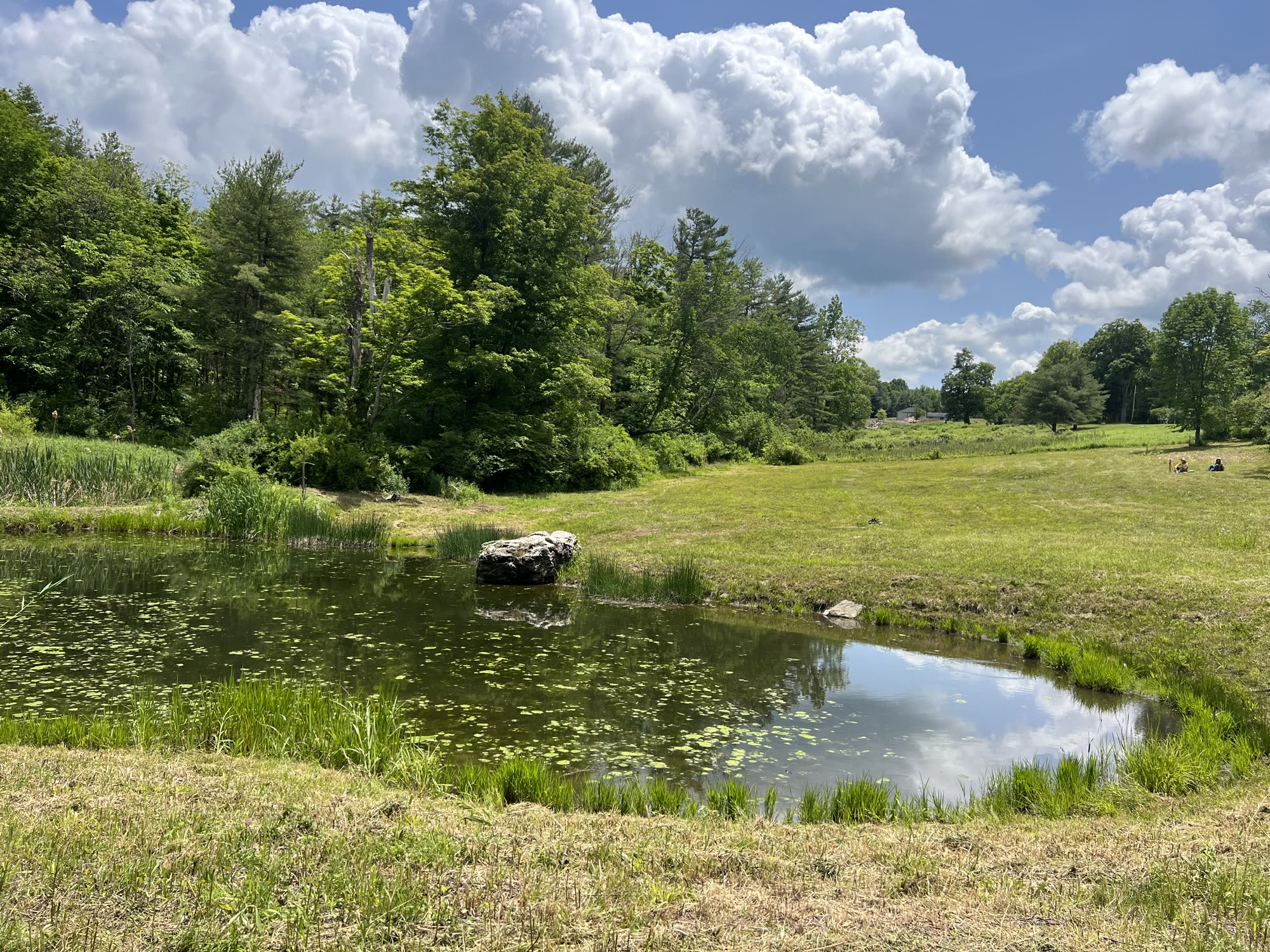 A still pond reflecting clouds and summer trees in a green meadow